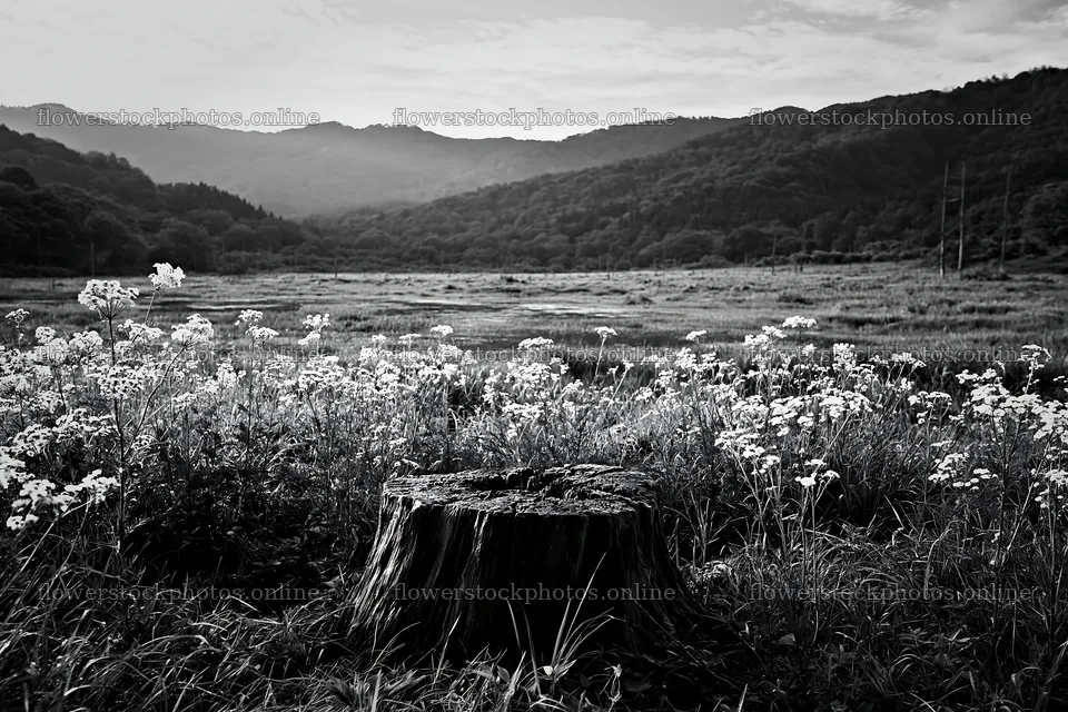 Fukushima native meadow with a weathered stump – flower stock photos 9722x6480