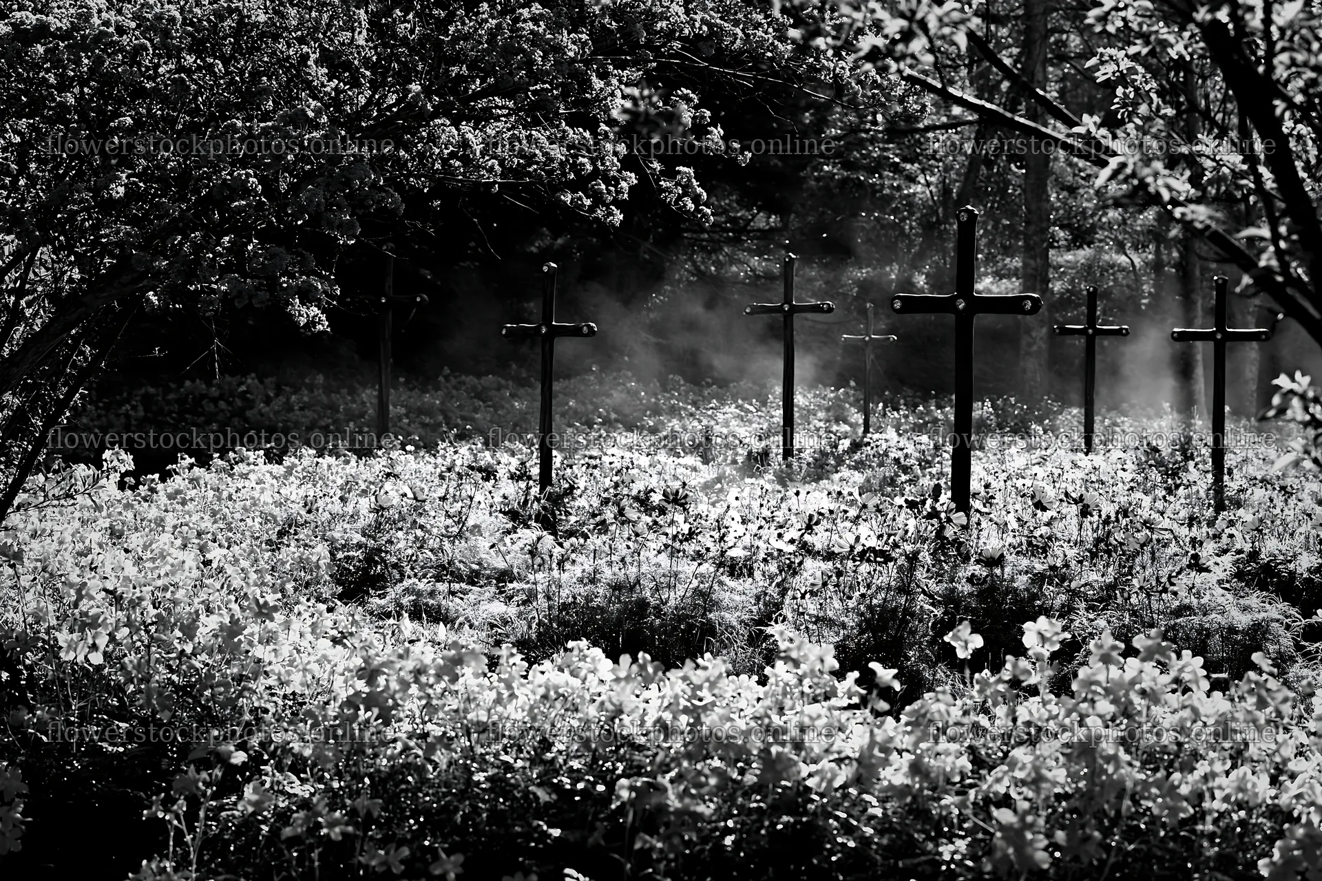 Christian crosses in geothermal spring meadow – flower stock photos 9722x6480