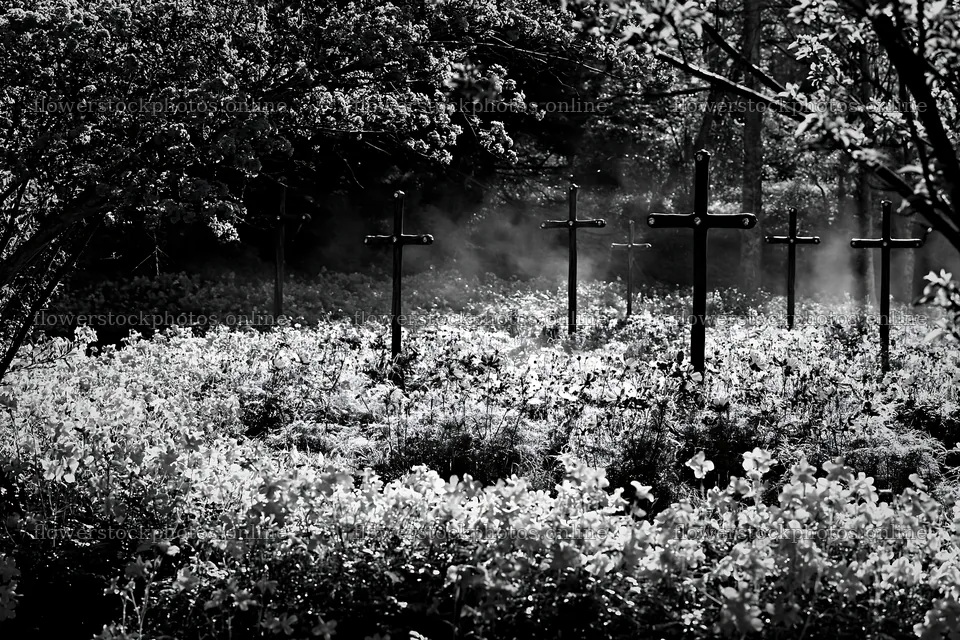 Christian crosses in geothermal spring meadow – flower stock photos 9722x6480