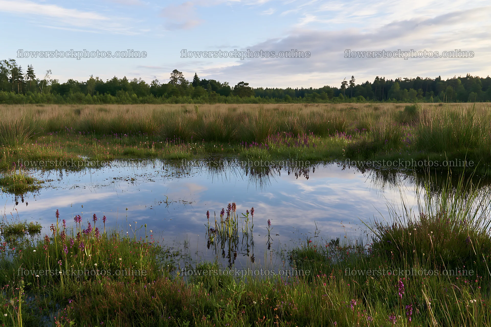 Wild orchid meadow with reflected sky over still water – flower stock photos 9722x6480