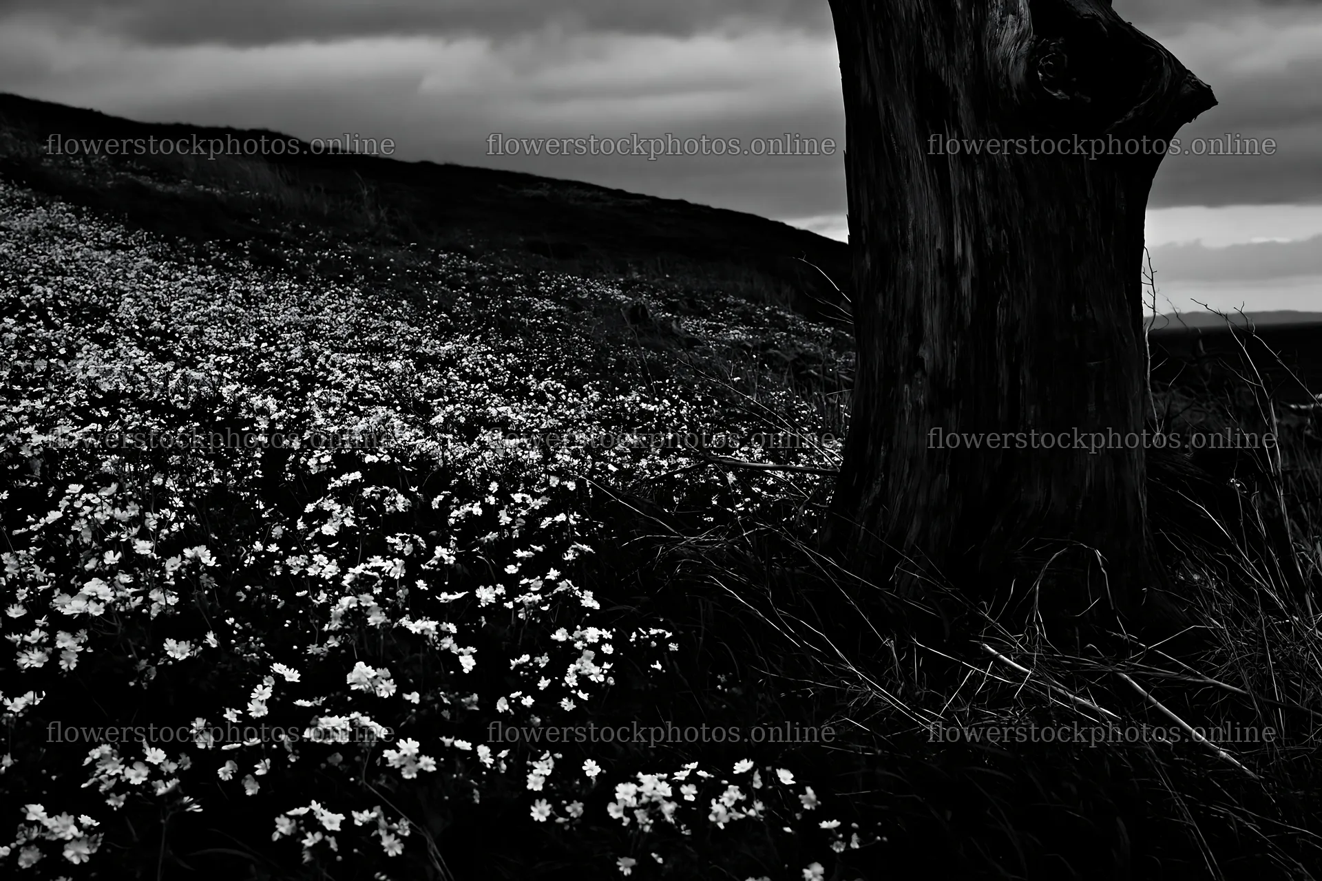 Ishikawa coastal meadow storm washed driftwood surrounded by flowers – flower stock photos 9722x6480