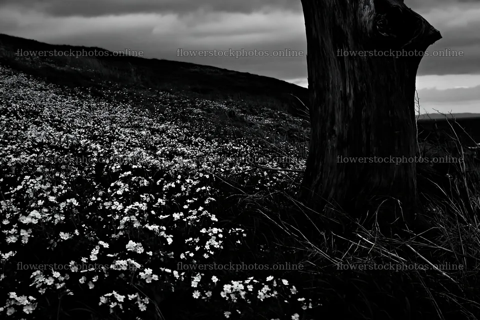 Ishikawa coastal meadow storm washed driftwood surrounded by flowers – flower stock photos 9722x6480