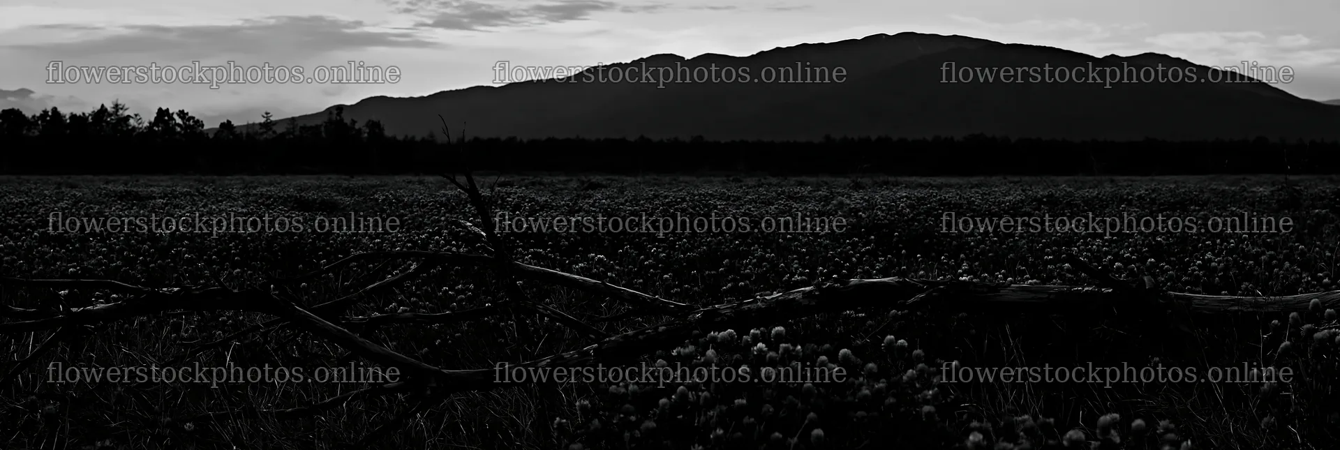 Rewilded meadow and fallen branch in Yamagata landscape – flower stock photos 13690x4602