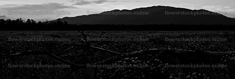 Rewilded meadow and fallen branch in Yamagata landscape – flower stock photos 13690x4602