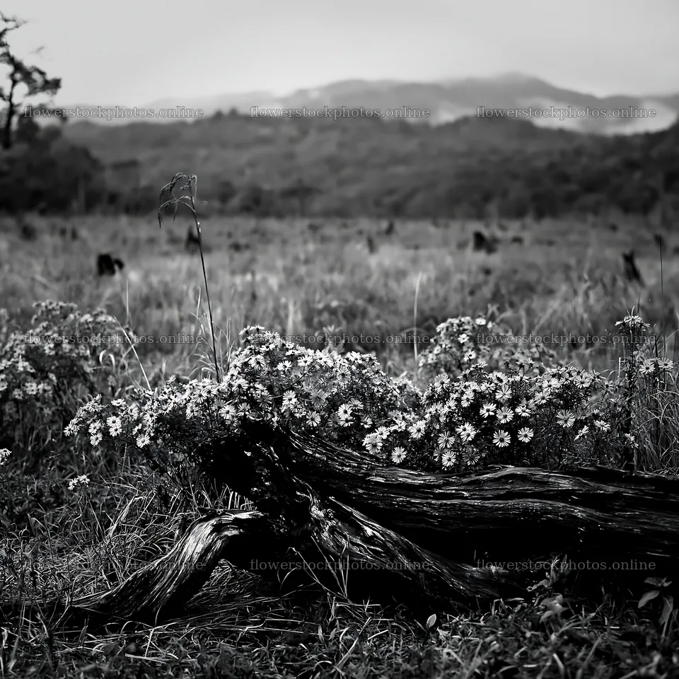 Wakayama autumn meadow with weathered wood in the foreground – flower stock photos 7938x7938