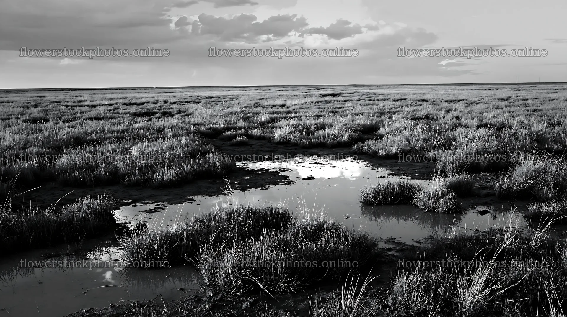 Drought-tolerant meadow under clouded sky with water pools – flower stock photos 10608x5938