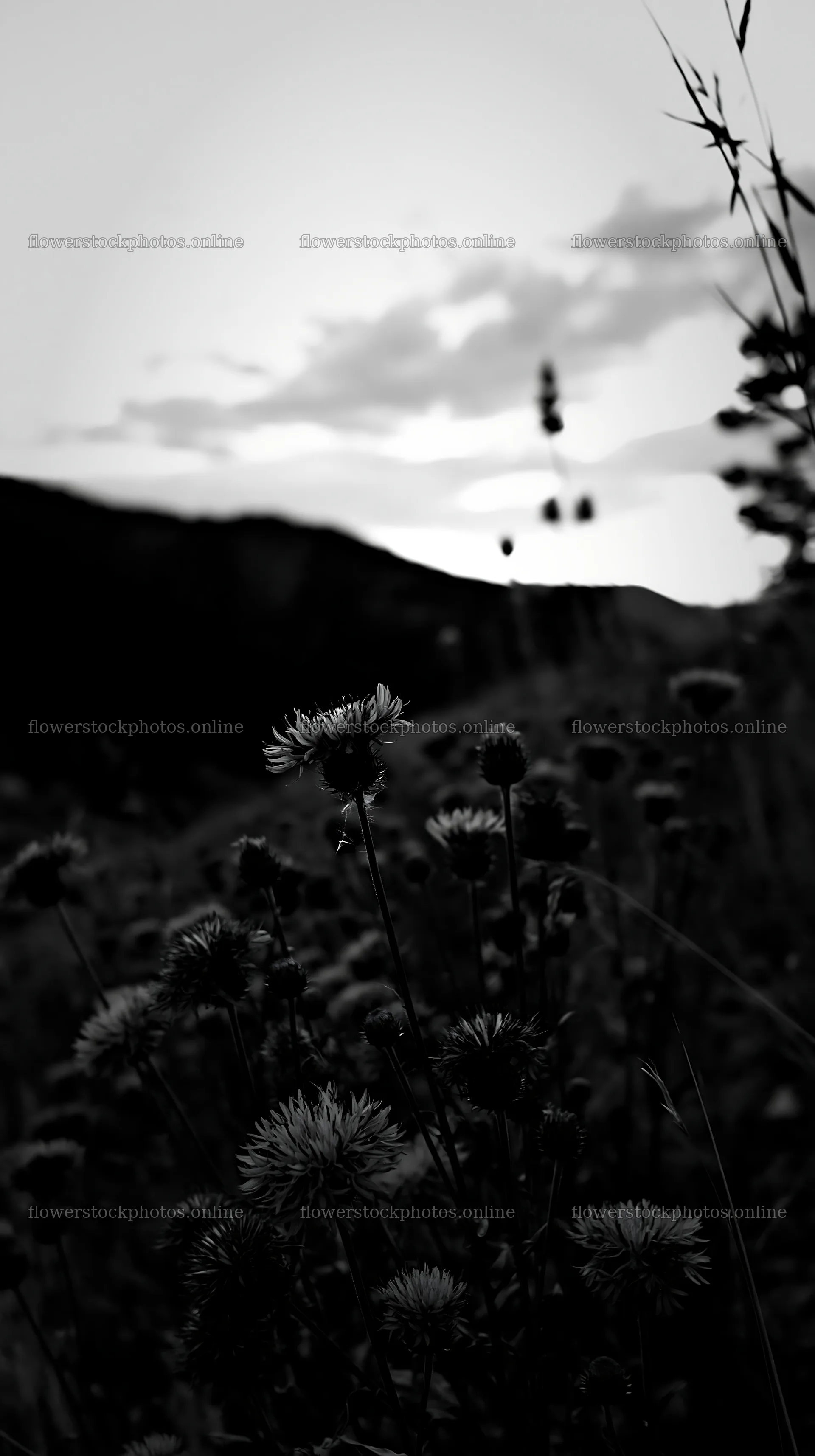 Violet knapweed meadow at sunset in a mountainous area – flower stock photos 5938x10608