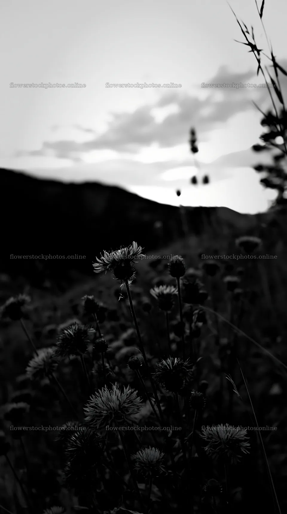 Violet knapweed meadow at sunset in a mountainous area – flower stock photos 5938x10608
