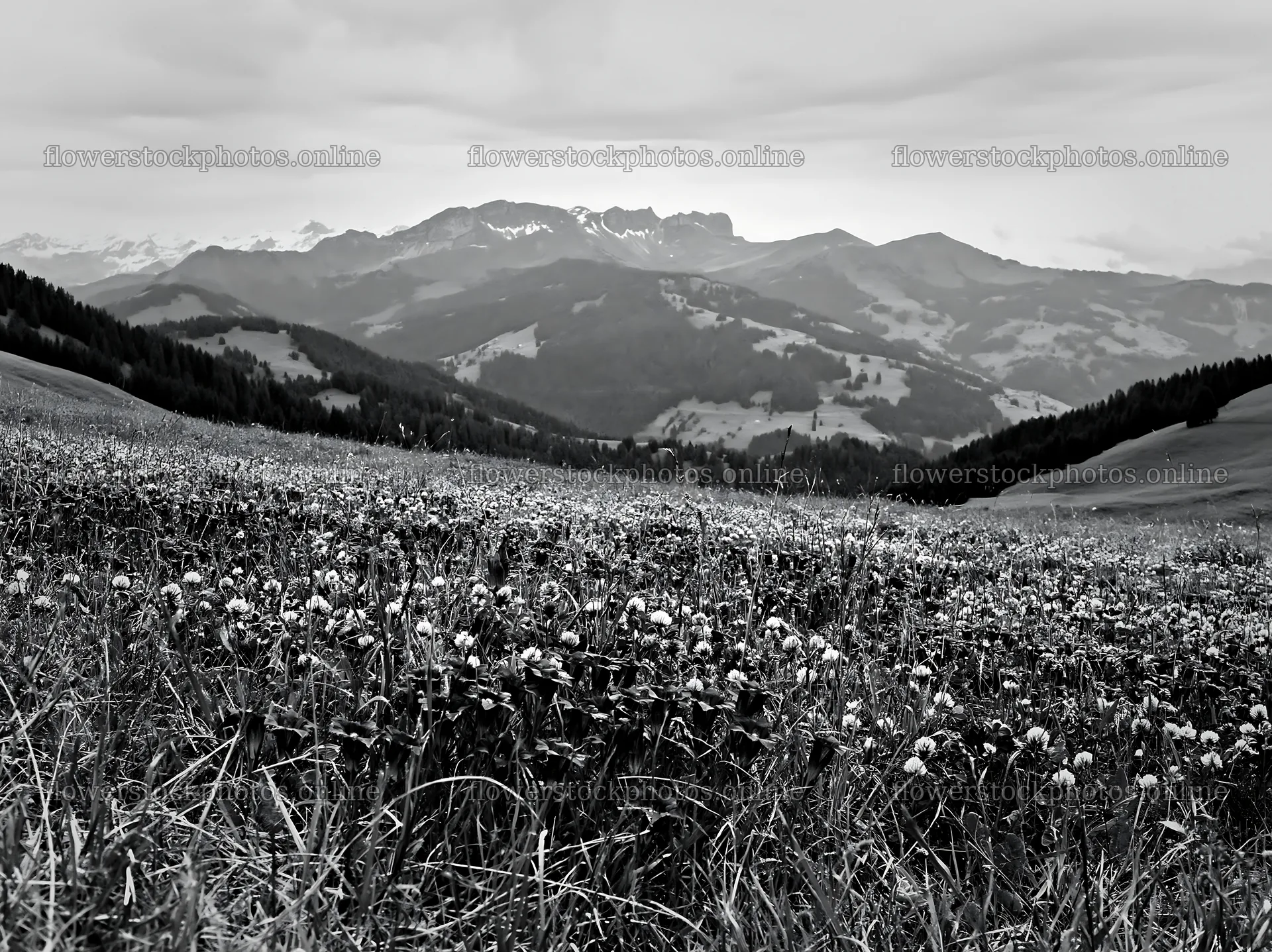 Swiss alpine meadow with mountains in black and white – flower stock photos 9174x6866