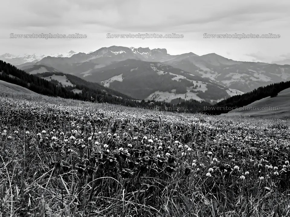 Swiss alpine meadow with mountains in black and white – flower stock photos 9174x6866