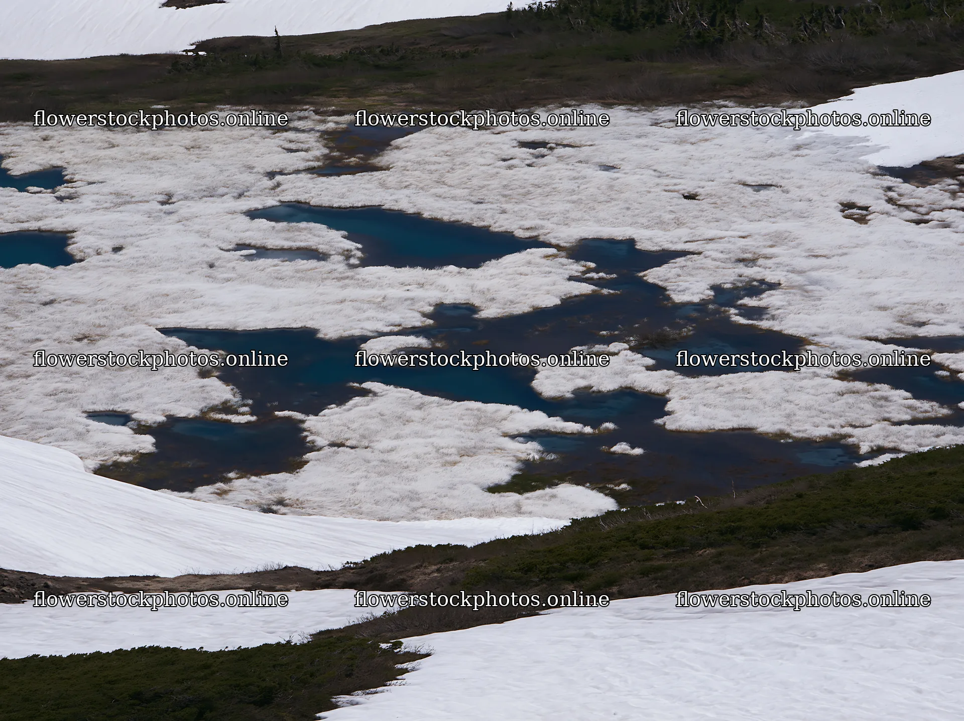Akita snowmelt meadow with silver grasses under clear sky – flower stock photos 9174x6866