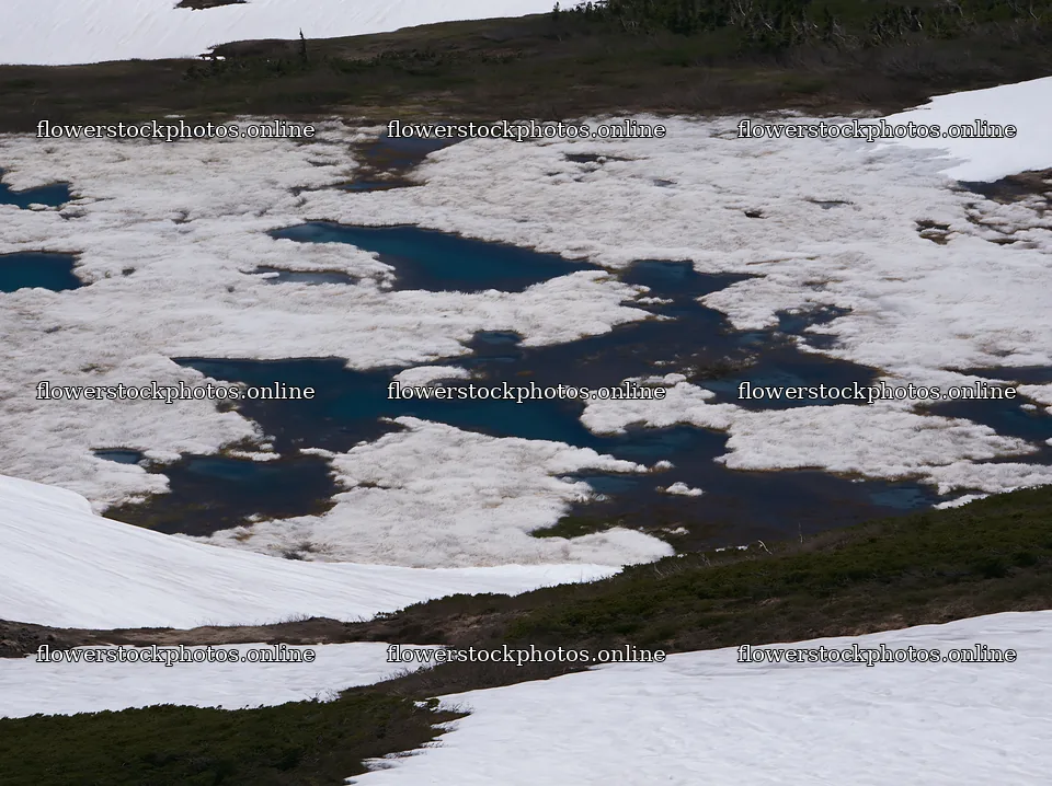 Akita snowmelt meadow with silver grasses under clear sky – flower stock photos 9174x6866