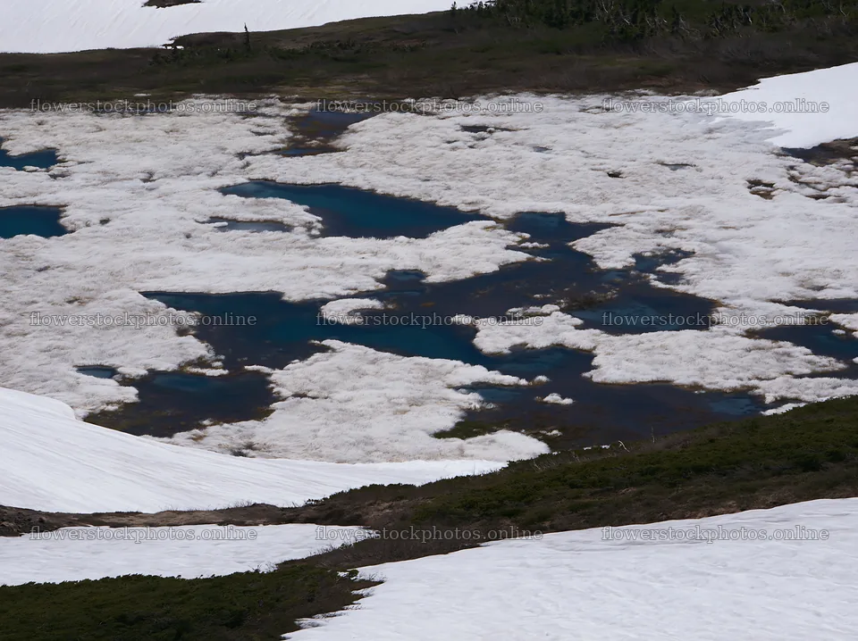 Akita snowmelt meadow with silver grasses under clear sky – flower stock photos 9174x6866