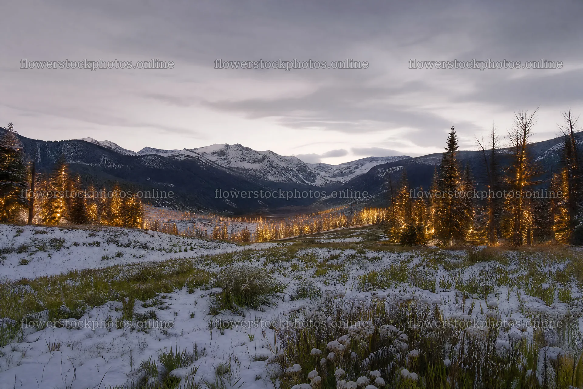 Warm Christmas lights in mountain valley meadow at dusk – flower stock photos 9722x6480
