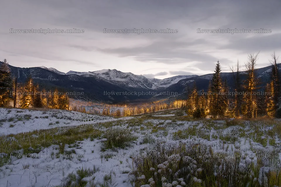 Warm Christmas lights in mountain valley meadow at dusk – flower stock photos 9722x6480