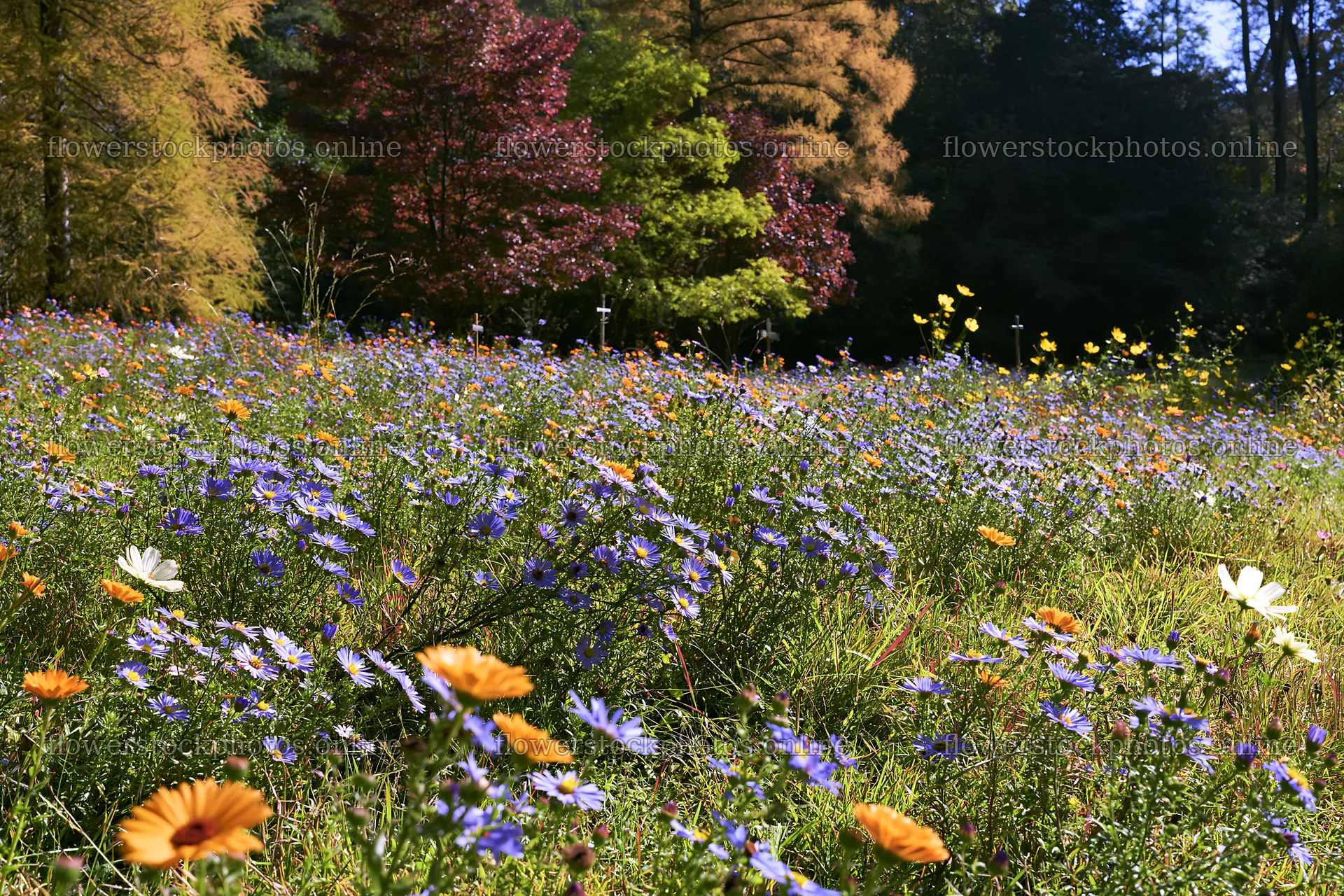 Christian crosses mark mineral spring meadow with wildflowers – flower stock photos 9722x6480