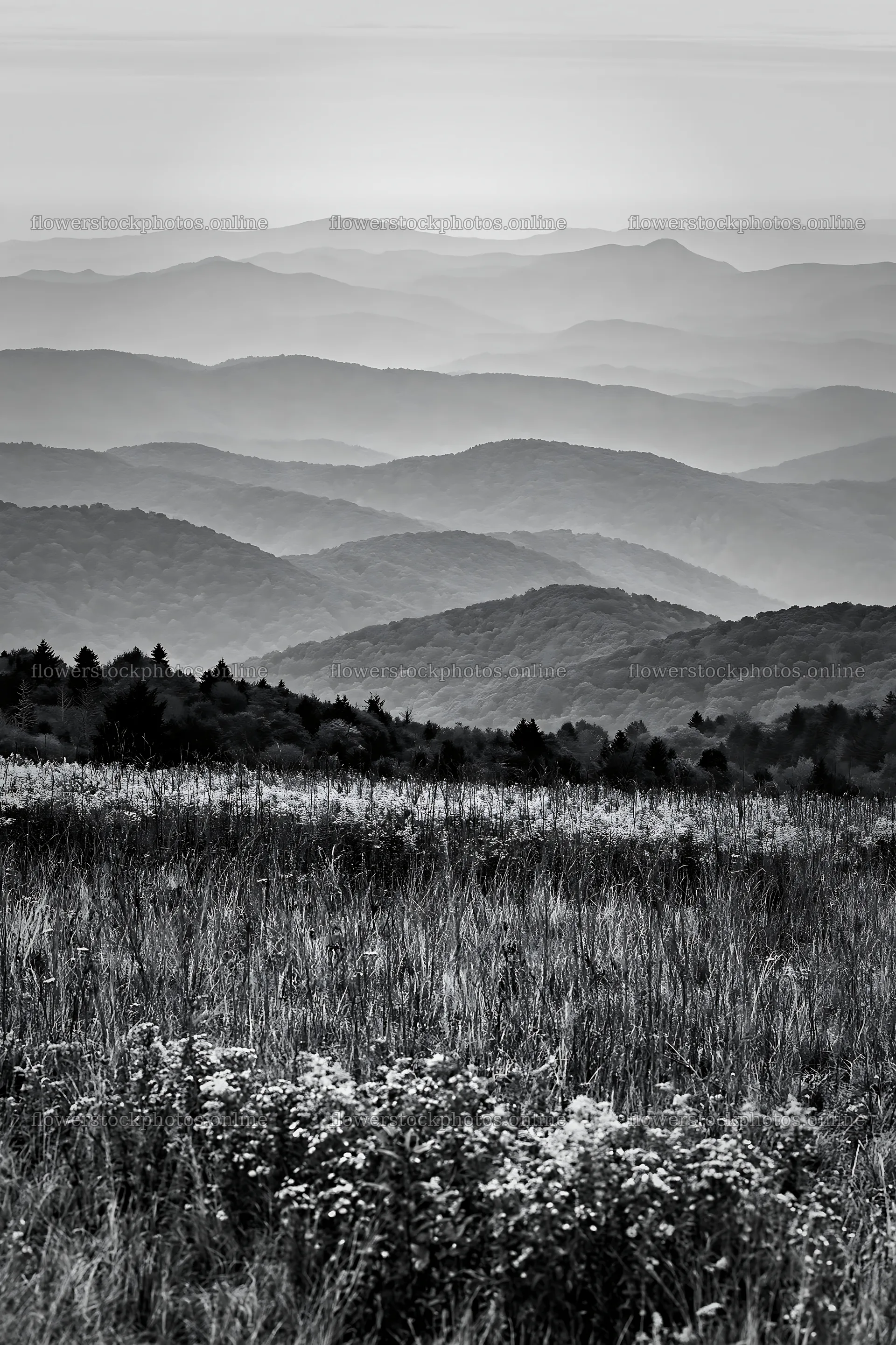 Regenerative meadow landscape with rolling hills in black and white – flower stock photos 6480x9722
