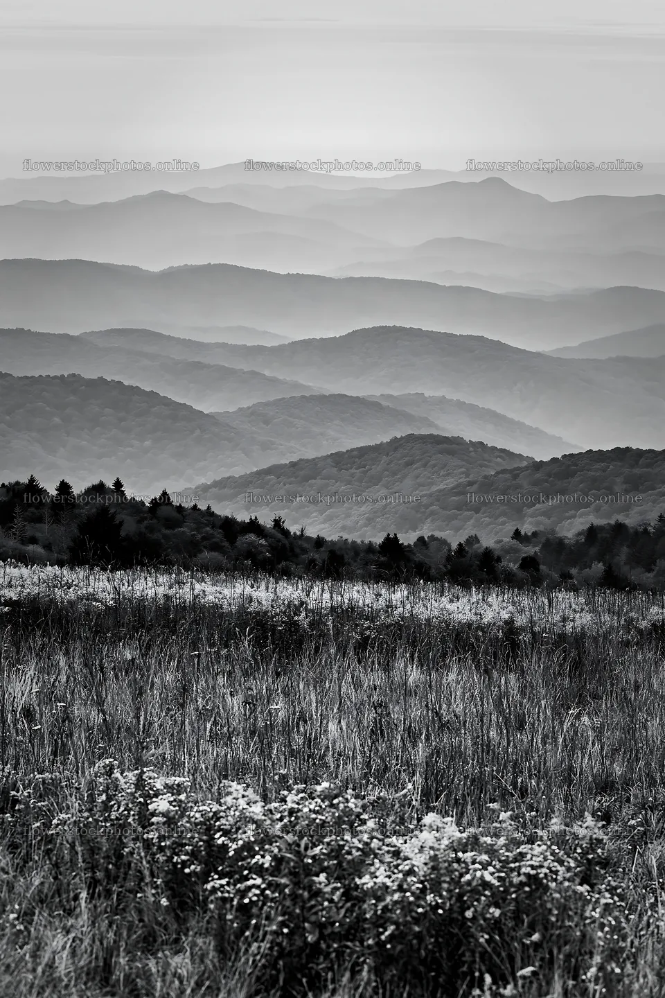 Regenerative meadow landscape with rolling hills in black and white – flower stock photos 6480x9722