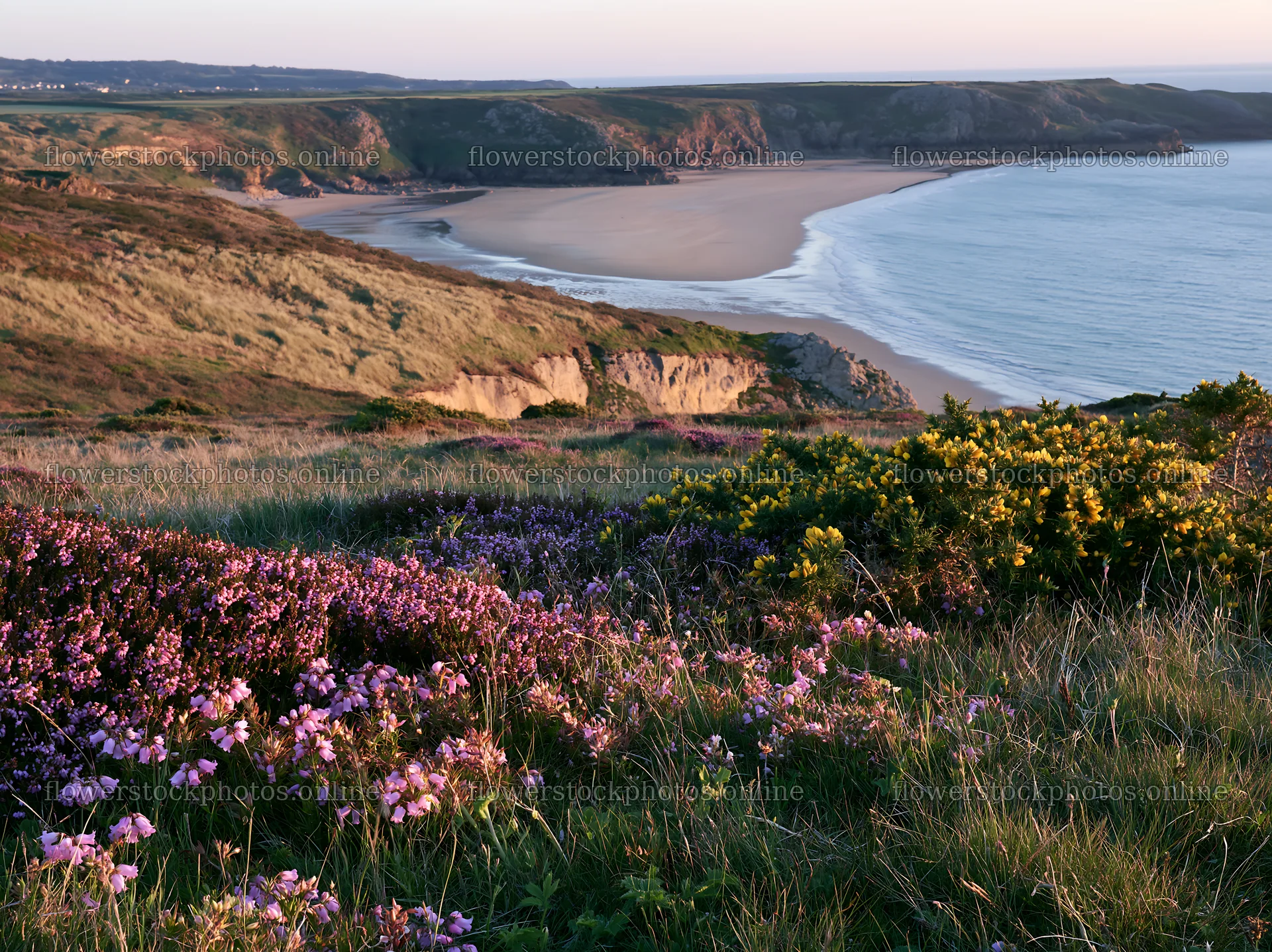 Coastal meadow with flowers by the ocean at sunset – flower stock photos 9174x6866