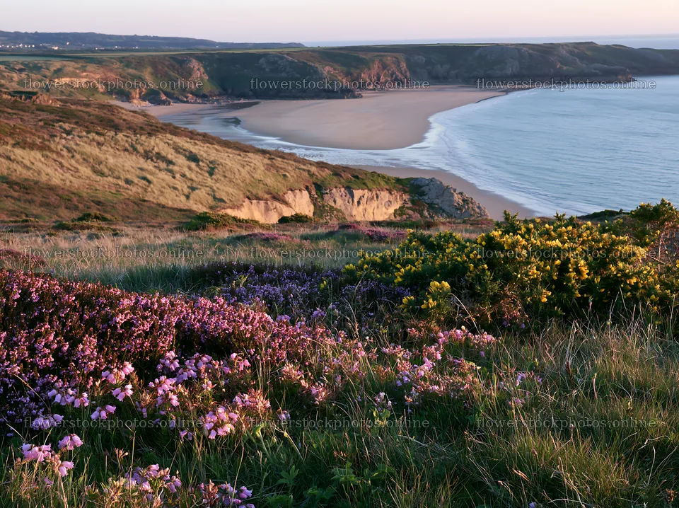Coastal meadow with flowers by the ocean at sunset – flower stock photos 9174x6866