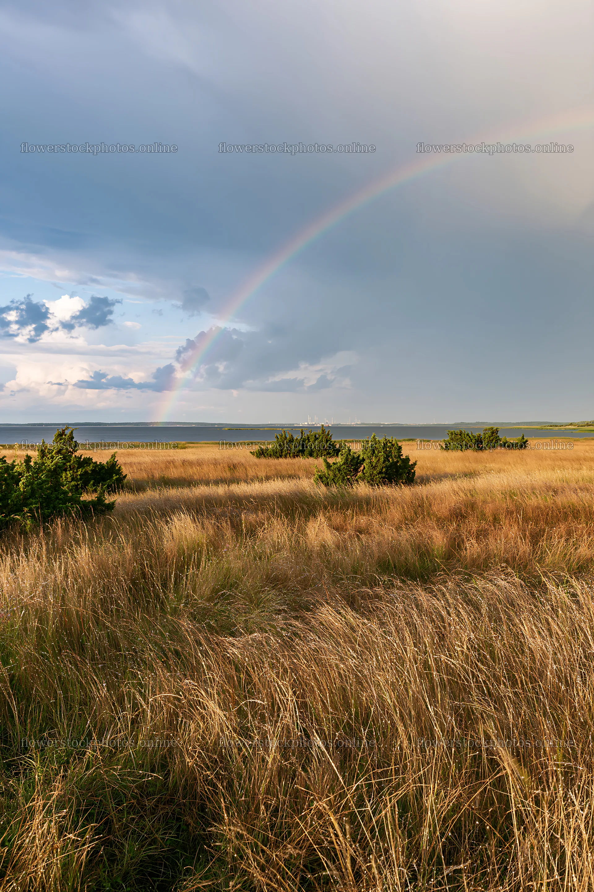Rainbow over seedhead meadow in open landscape – flower stock photos 6480x9722