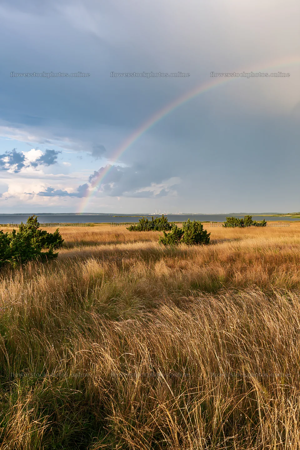 Rainbow over seedhead meadow in open landscape – flower stock photos 6480x9722