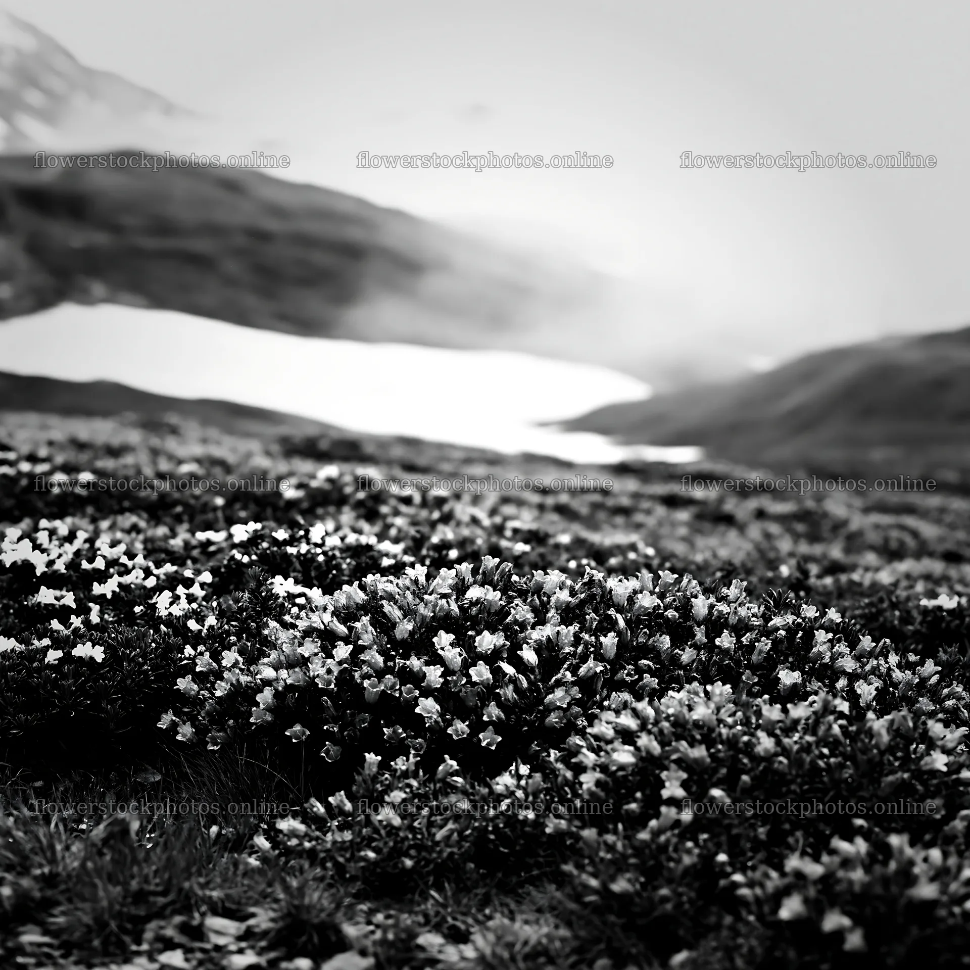 Snowline meadow filled with flowers and misty background – flower stock photos 7938x7938