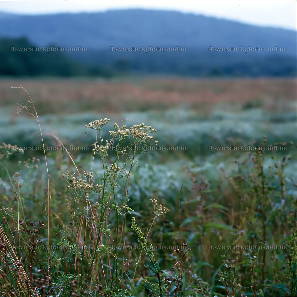 Iwate meadow with seedheads and refreshed grass in foreground – flower stock photos 7938x7938
