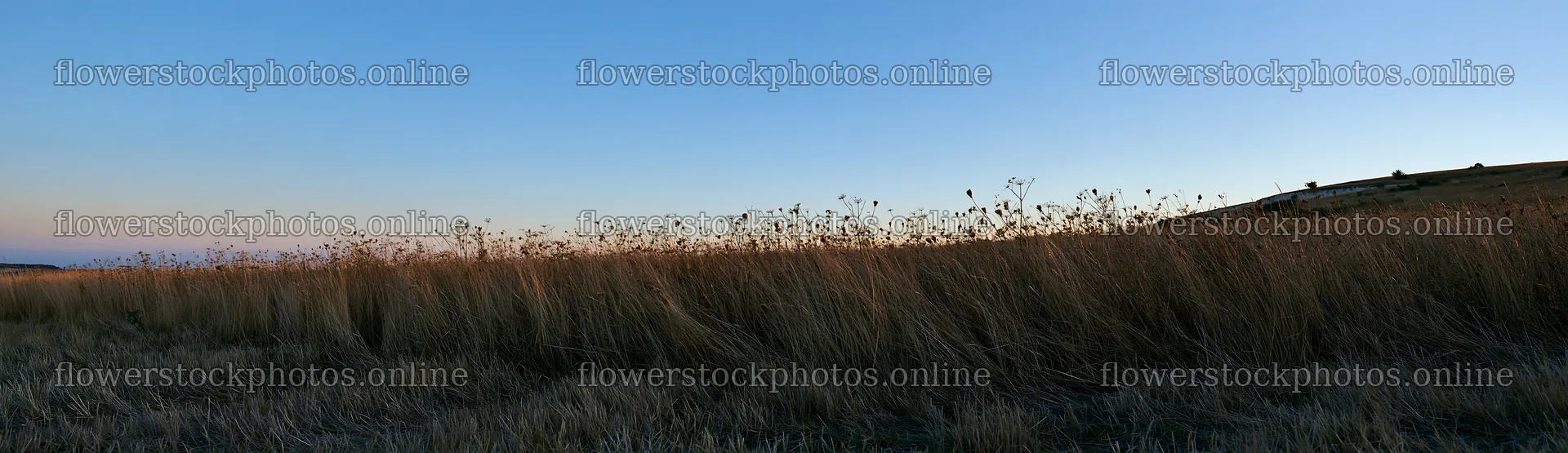 Meadow with seedheads at dusk – flower stock photos 14762x4268
