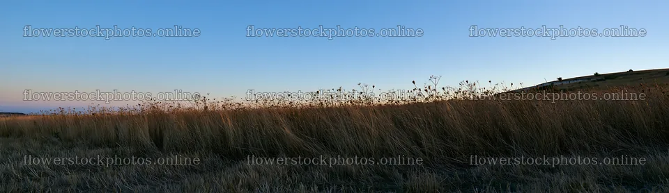 Meadow with seedheads at dusk – flower stock photos 14762x4268