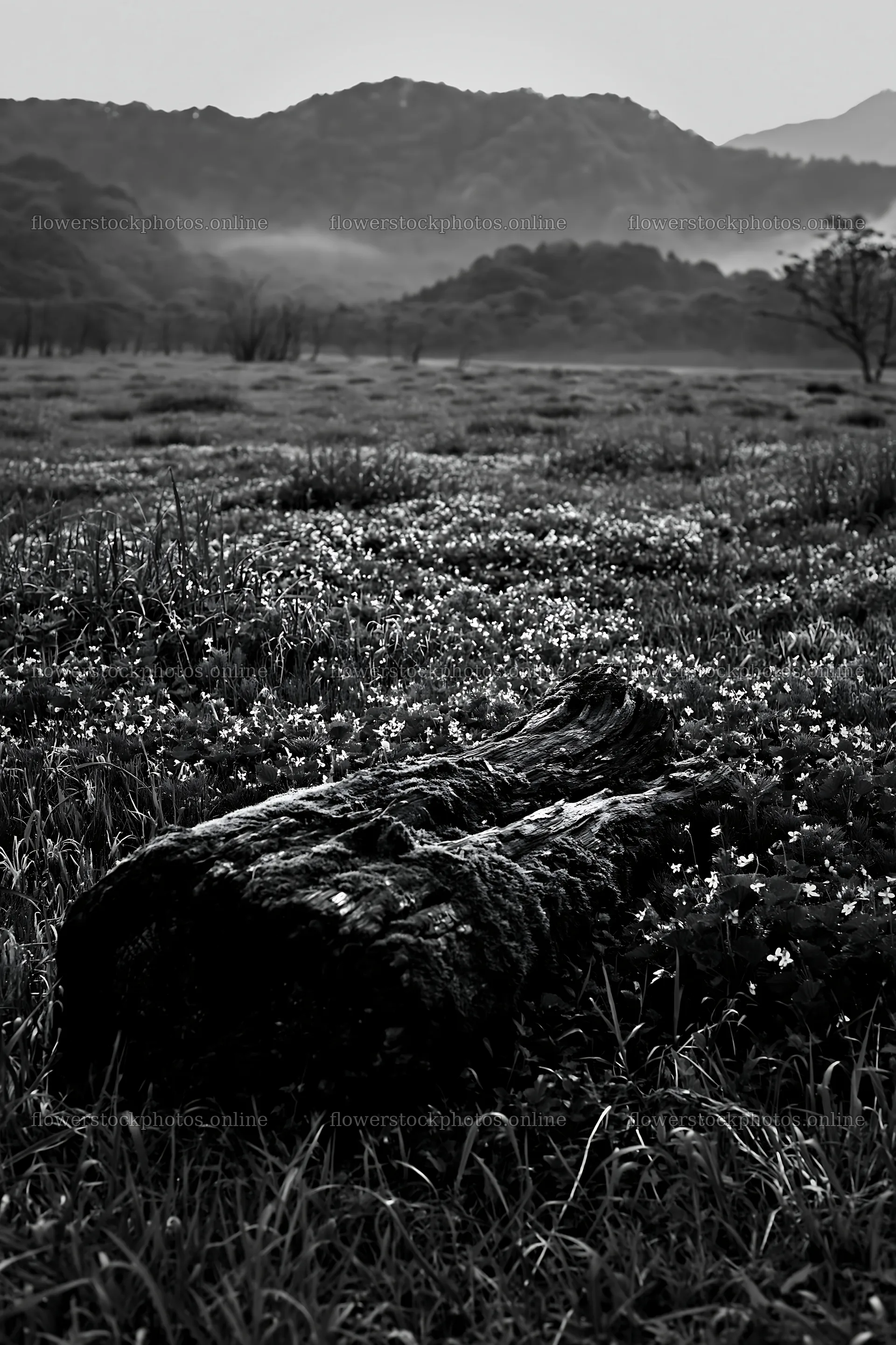 Gifu low carbon meadow mossy log in a green field – flower stock photos 6480x9722