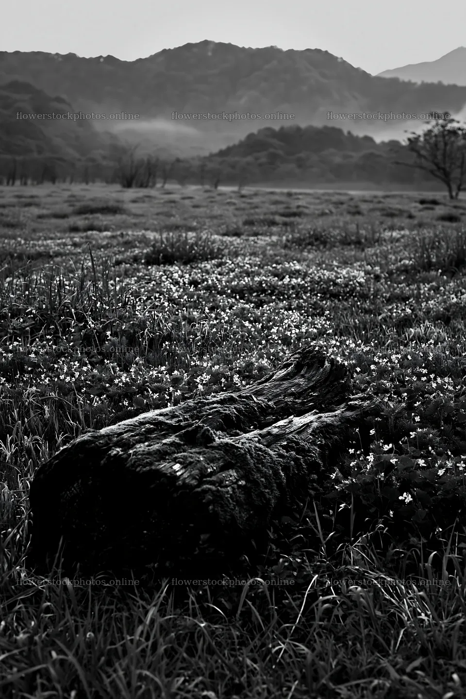 Gifu low carbon meadow mossy log in a green field – flower stock photos 6480x9722