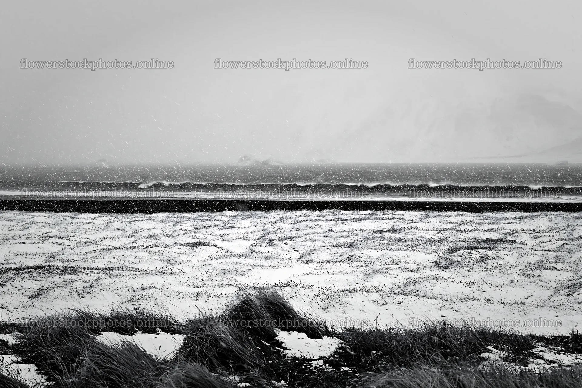 Snowy beach meadow with waves in winter atmosphere – flower stock photos 9722x6480