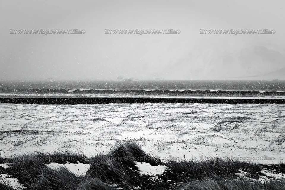 Snowy beach meadow with waves in winter atmosphere – flower stock photos 9722x6480