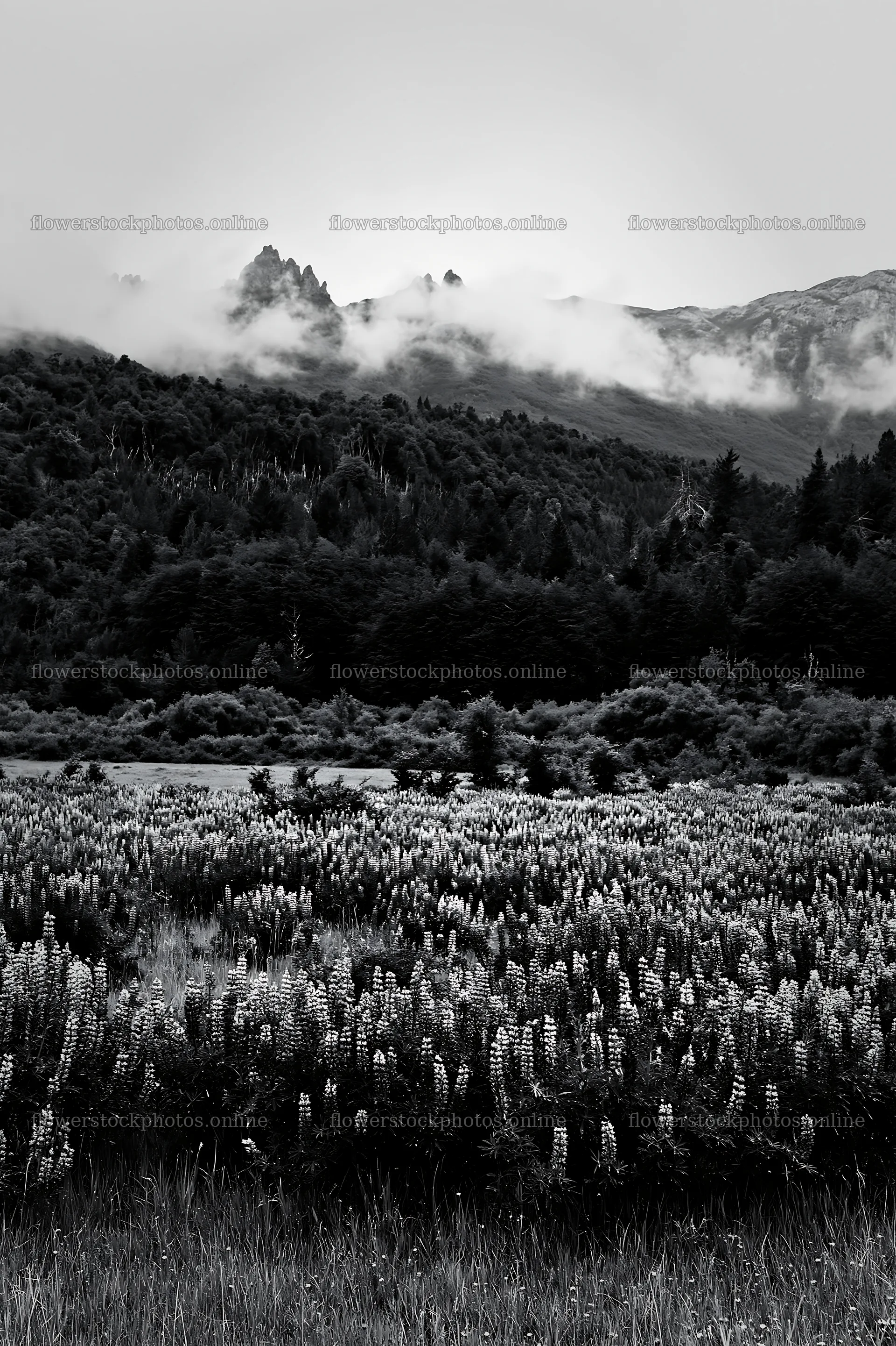 Lupin meadow with mountains and clouds at dusk – flower stock photos 6480x9722