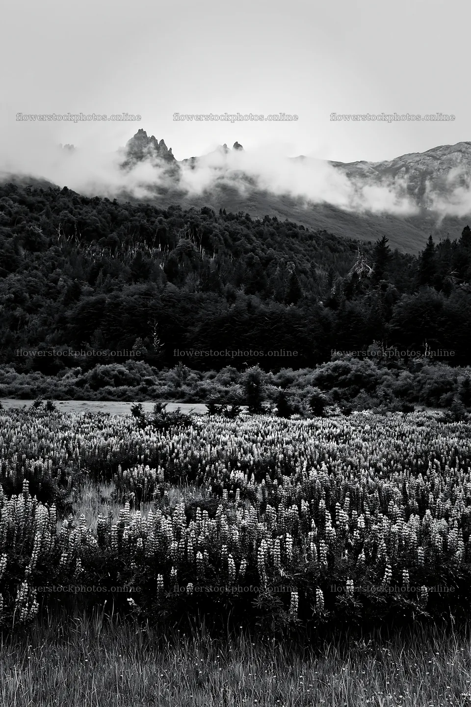 Lupin meadow with mountains and clouds at dusk – flower stock photos 6480x9722