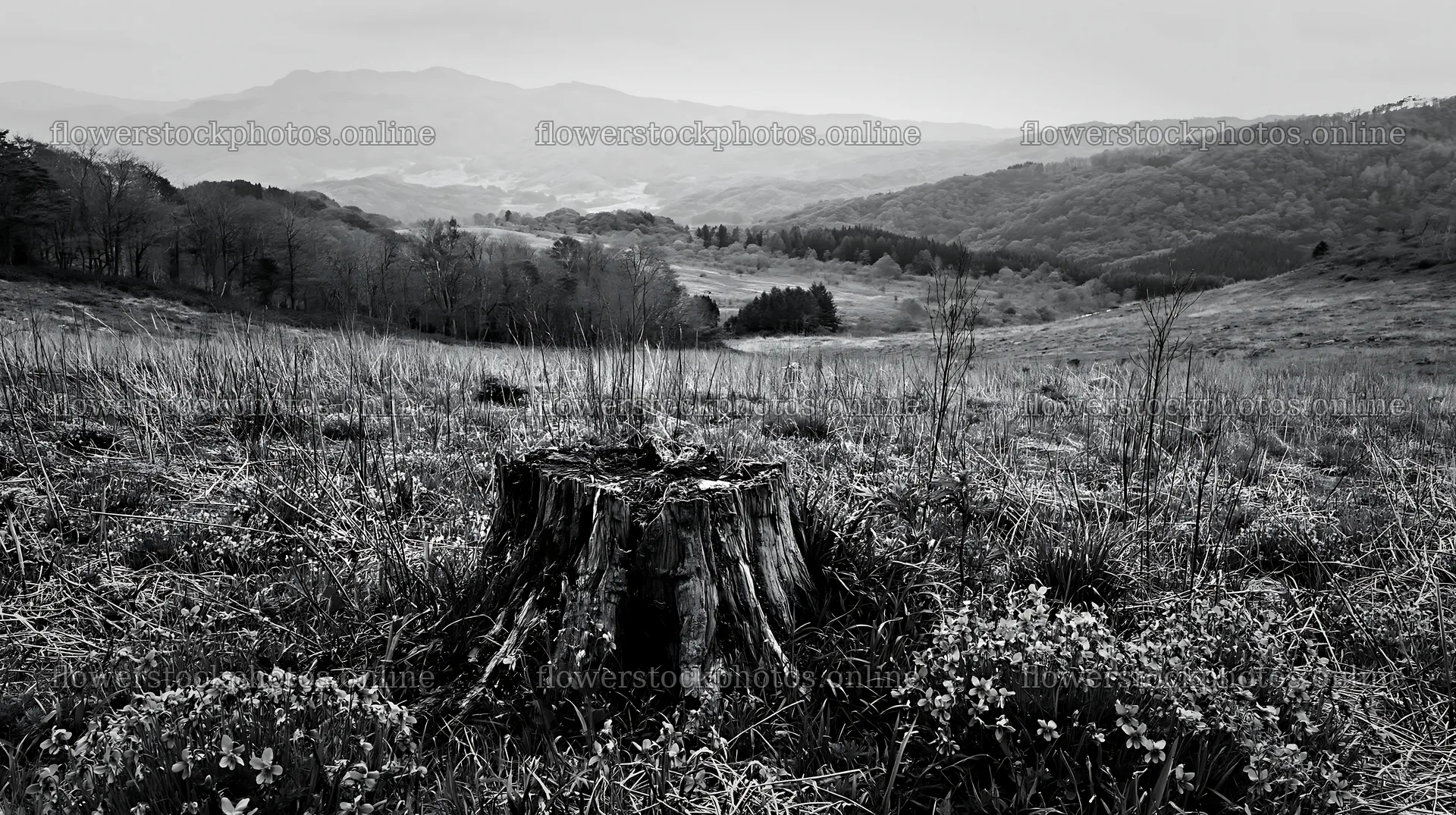 Fukushima meadow with weathered stump and distant mountains – flower stock photos 10608x5938
