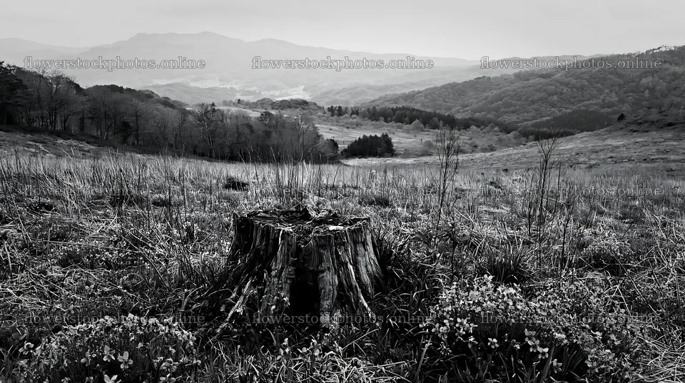 Fukushima meadow with weathered stump and distant mountains – flower stock photos 10608x5938
