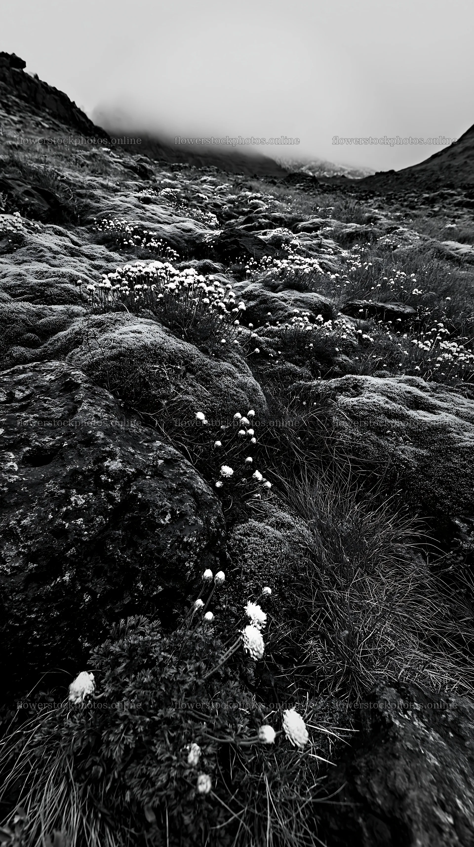 Yarrow meadow bloom on rocky terrain – flower stock photos 5938x10608