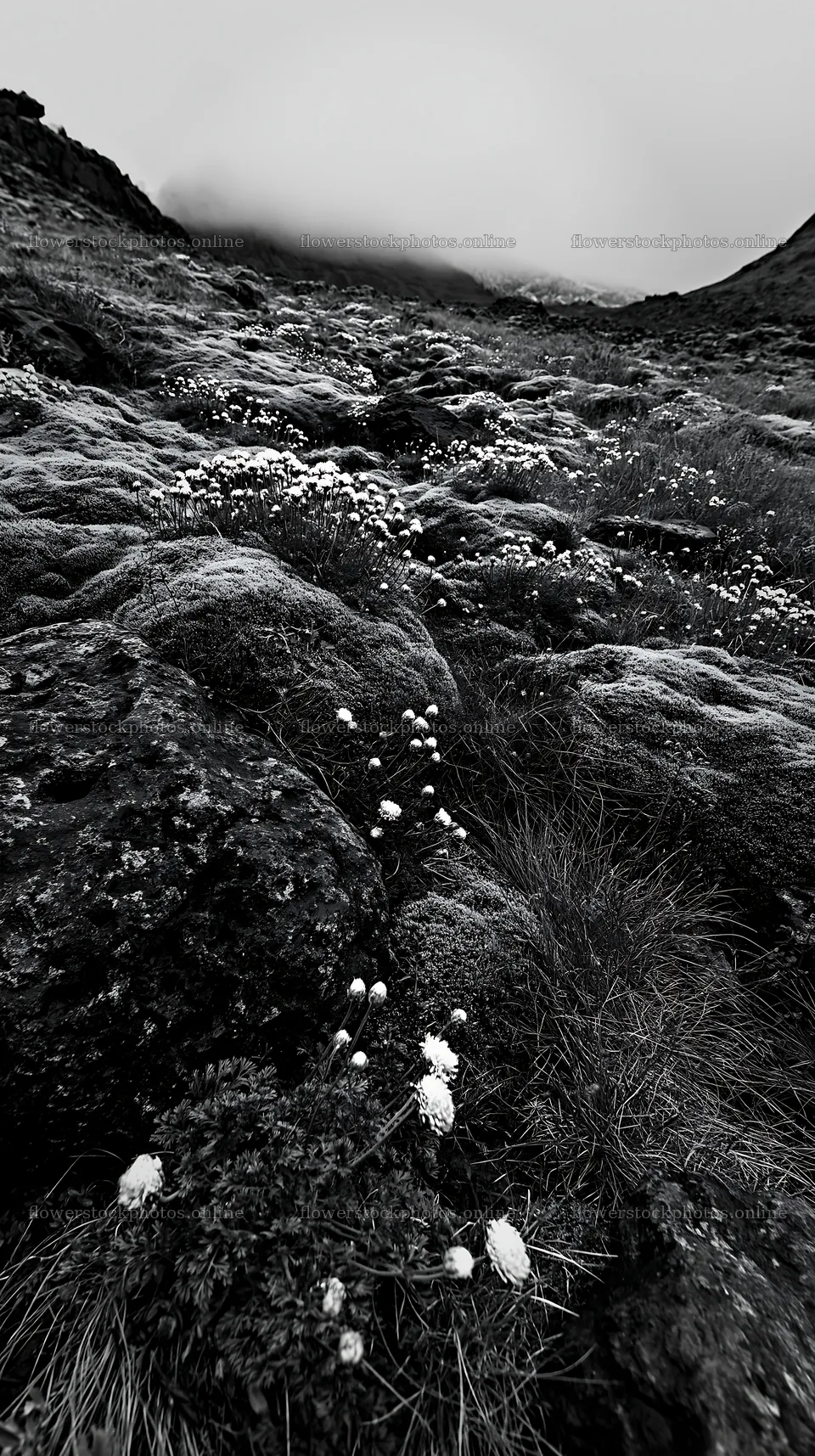 Yarrow meadow bloom on rocky terrain – flower stock photos 5938x10608