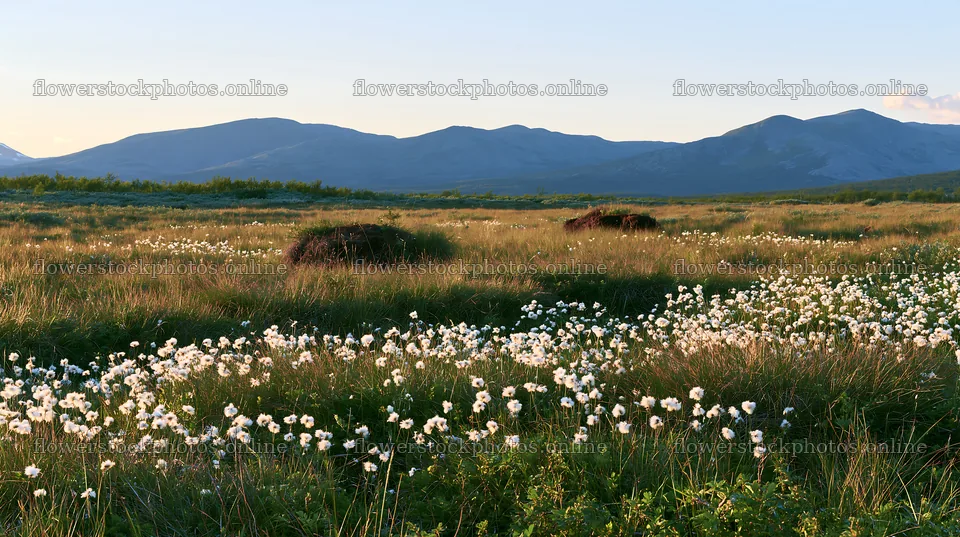 Cottongrass meadow glow at sunset near mountains – flower stock photos 10608x5938