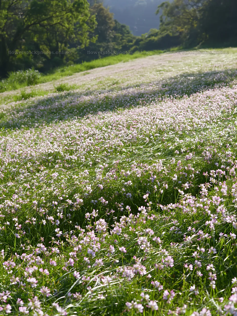 Fukuoka spring meadow fallen blossom foreground shows blooming flowers – flower stock photos 6866x9174