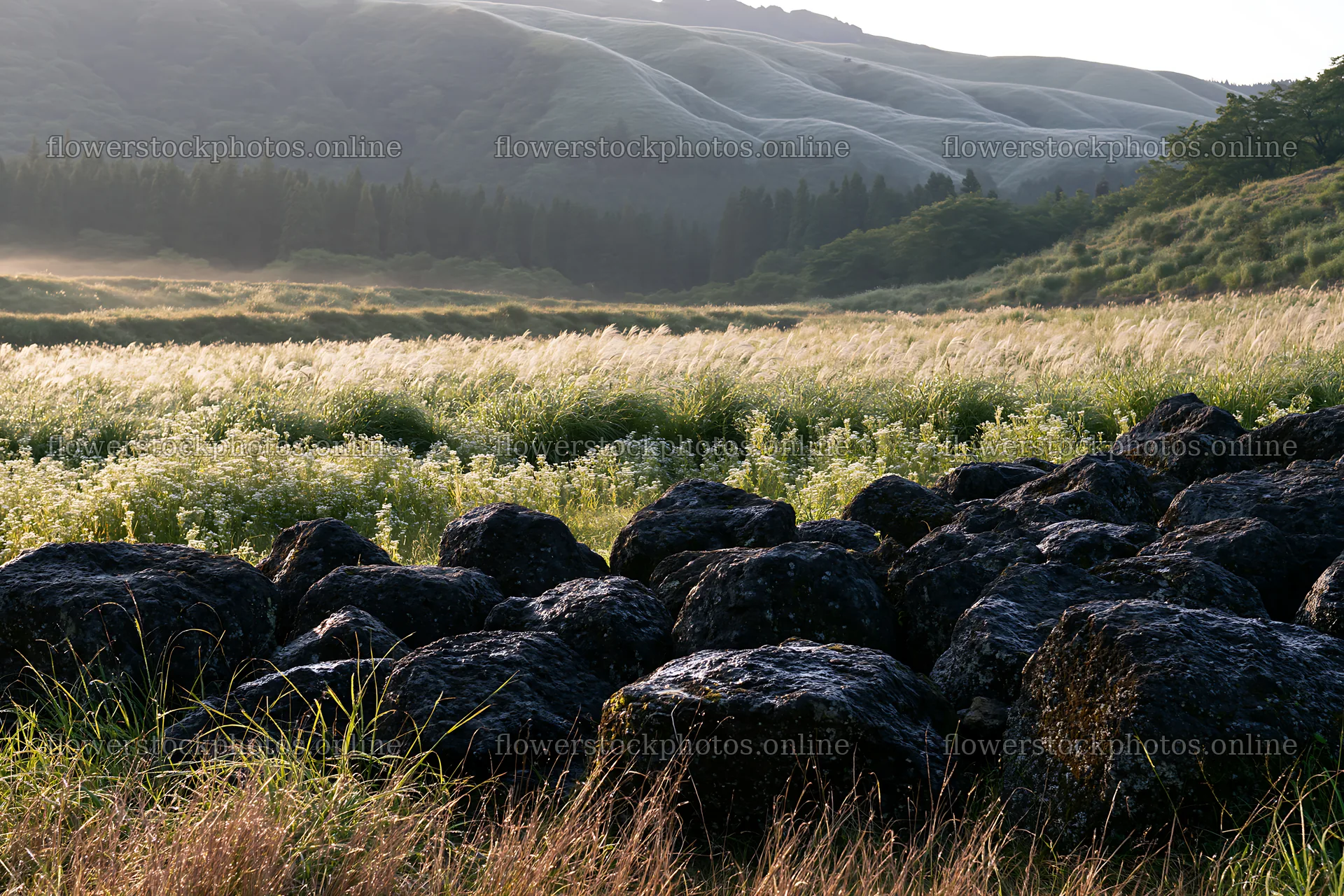 Restored Kumamoto silver grass meadow with boulders and hills – flower stock photos 9722x6480