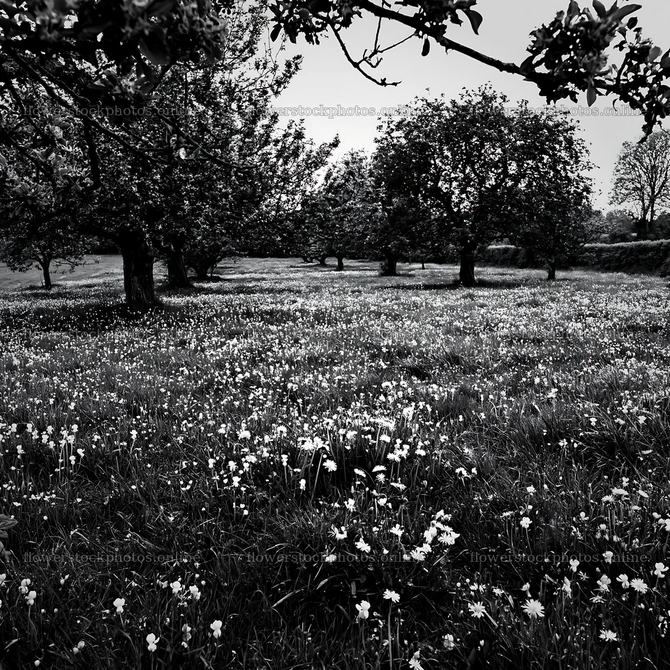 Spring orchard meadow with scattered flowers – flower stock photos 7938x7938