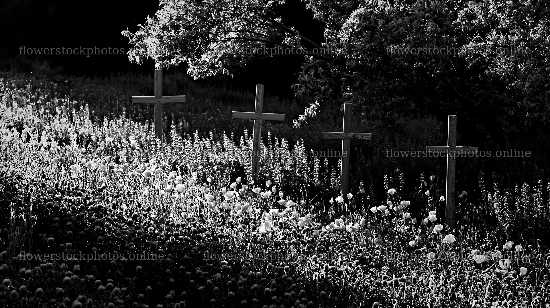 Wooden crosses in a meadow during Christmas season – flower stock photos 10608x5938