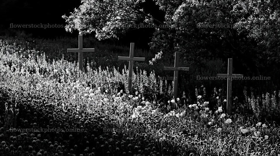 Wooden crosses in a meadow during Christmas season – flower stock photos 10608x5938