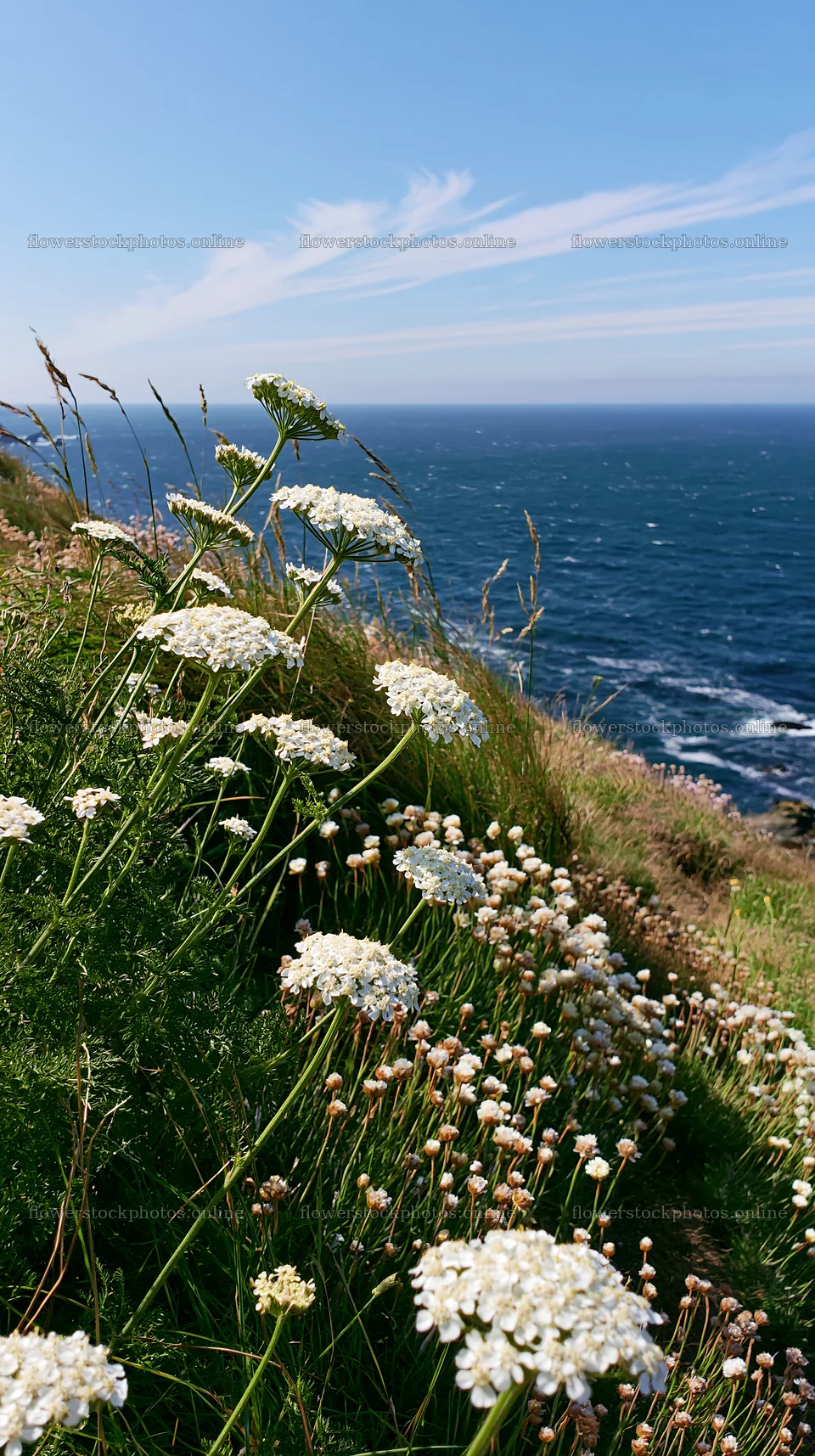 Yarrow meadow bloom along the coastal cliffside – flower stock photos 5938x10608