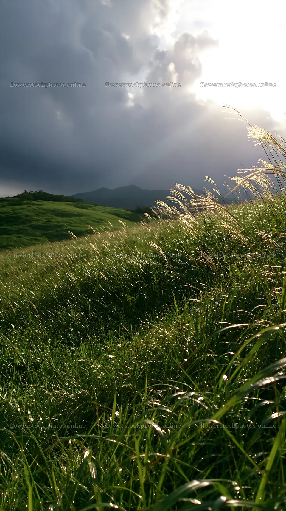 Expansive Hokkaido meadow with dewdrops and distant mountains – flower stock photos 5938x10608