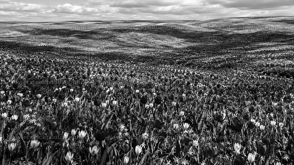 Monochrome Spring Bulbs Across Rolling Hills – flower stock photos 10324x5812