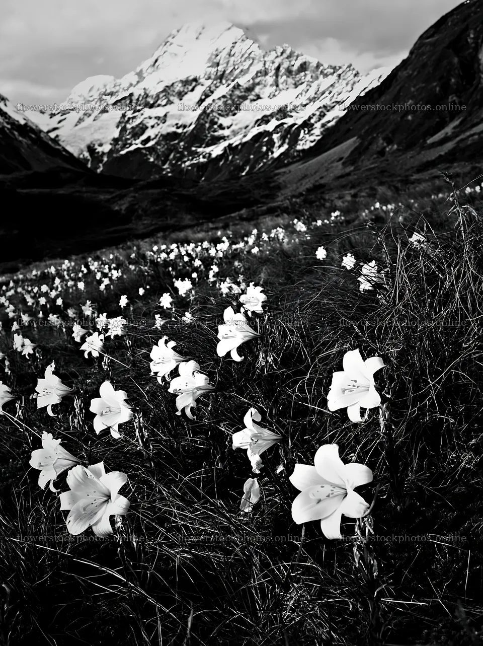 Snowline meadow with flowers and mountains in the background – flower stock photos 6866x9174